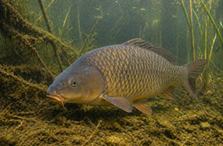 Aktuality: Preteky v love kapra Aktuality: Preteky v love kapra