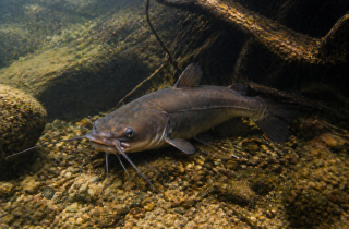 Aktuality: Preteky v love sumčeka hnedého /amerického/ Aktuality: Preteky v love sumčeka hnedého /amerického/