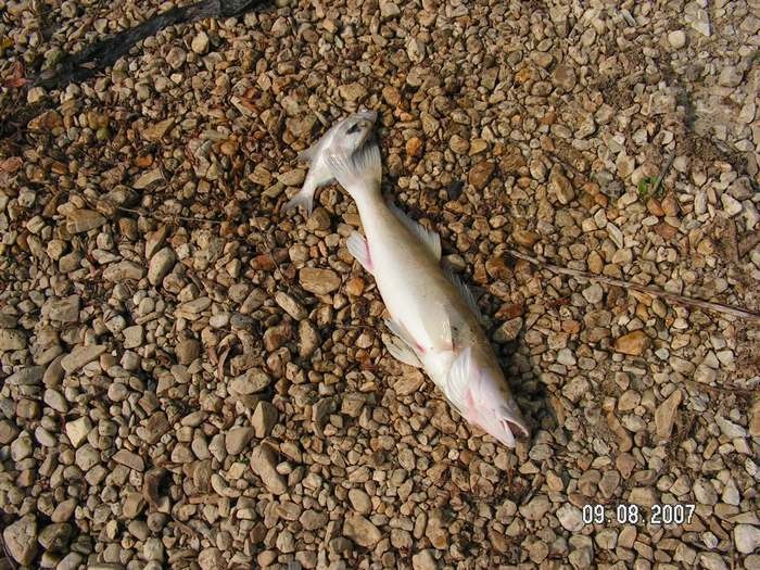 Úhyn rýb Veľká 2007