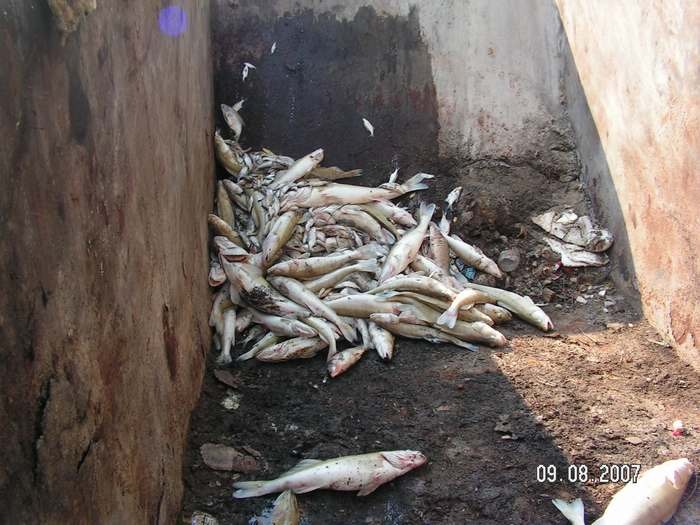 Úhyn rýb Veľká 2007