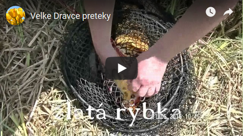 Kaprové preteky Veľké Dravce-video